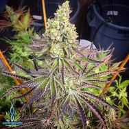 Exotic Genetix Seeds The Candy
