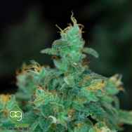 AlphaKronik Genes Seeds Sin City Line The Dawgfather