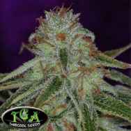 TGA Subcool Seeds The Flav