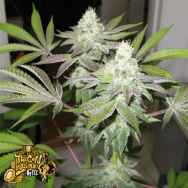 The Gold Line by Cali Connection Seeds 78