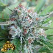 The Gold Line by Cali Connection Seeds Bellini