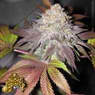 The Gold Line by Cali Connection Seeds Fruit Cup