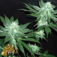 The Gold Line by Cali Connection Seeds Italian Ice