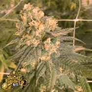 The Gold Line by Cali Connection Seeds Mint Milano