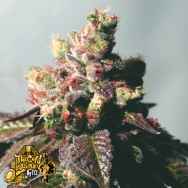 The Gold Line by Cali Connection Seeds Passion Berry