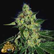 The Gold Line by Cali Connection Seeds SugarMill