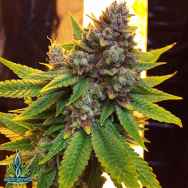 Exotic Genetix Seeds The Guice