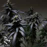 The Plug Seedbank Blue Sherbet S1