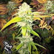 The Plug Seedbank Double Banana Sherbet