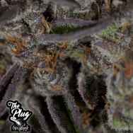 The Plug Seedbank Jungle Scout Cookies