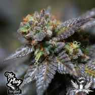 The Plug Seedbank Sour Crisp Cookies