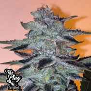 The Plug Seedbank Strawbanana Glue