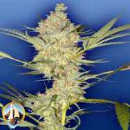 Flying Dutchmen Seeds The Real McCoy