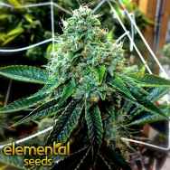 Elemental Seeds The True OG