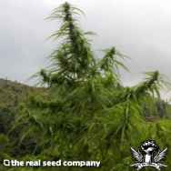 The Real Seed Company Kumaoni