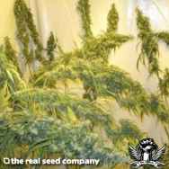 The Real Seed Company Malana