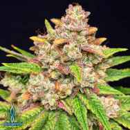 Exotic Genetix Seeds Throwback Kush