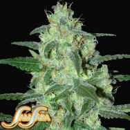 Samsara Seeds Thunder Bloody Mary Automatic