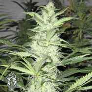 Holy Smoke Seeds ThunderBud