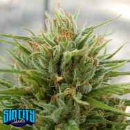 SinCity Seeds ThunderStruck