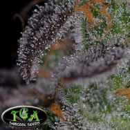 TGA Subcool Seeds Timewreck