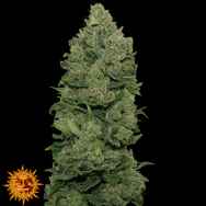 Barneys Farm Seeds Top Dawg