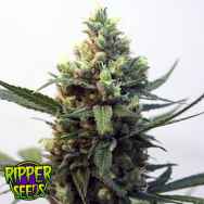 Ripper Seeds Toxic