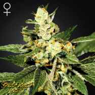 Green House Seeds Train Wreck