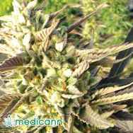 Medicann Seeds Trainwreck