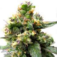 Dutch Passion Seeds Trance