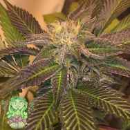 Trichome Jungle Seeds 100 Hand Slap