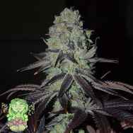 Trichome Jungle Seeds Hadouken