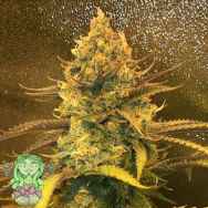 Trichome Jungle Seeds Lillt