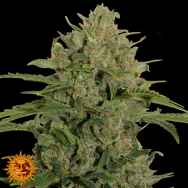 Barneys Farm Seeds Triple Cheese