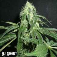 DJ Short Seeds True Blueberry