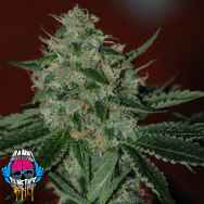 Dank Genetics Seeds True Triangle Gold