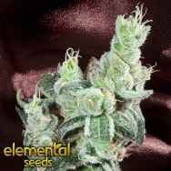 Elemental Seeds TrueBerry