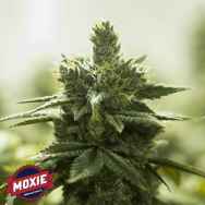 Moxie Seeds Turquoise Jeep