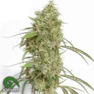 Kiwi Seeds Oceans Twelve Haze