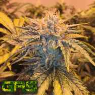 Garden Ablaze Seeds (GAS) Twizzler