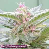 Dr. Underground Seeds U-Pink Kush