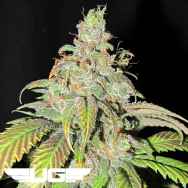 Ultra Genetics Seeds Ultra Grapefruit