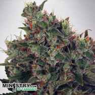 Ministry of Cannabis Ultra White Amnesia