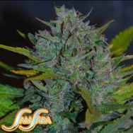 Samsara Seeds Automatic Ultraviolet