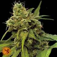 Barneys Farm Seeds Utopia Haze