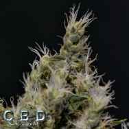 CBD Seeds Vanilla Haze