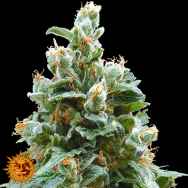 Barneys Farm Seeds Vanilla Kush