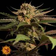 Barneys Farm Seeds Violator Kush