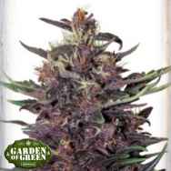 Garden of Green Seeds Violet Kush AUTO