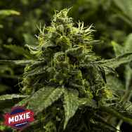 Moxie Seeds Viper Goji